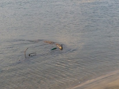 I took this photo in April 2016, of a crocodile exhibiting "abnormal" behavior--chilling there staring me down. If it ever happens again, I will call MINAE.